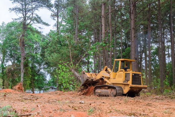 Forestry Clearing in Marysville