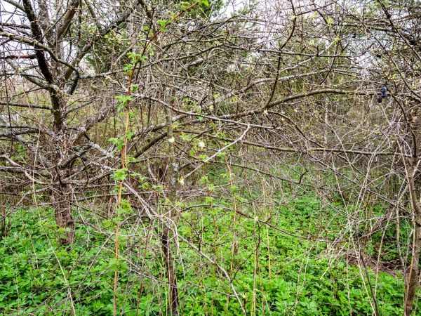 Underbrush Clearing in Marysville