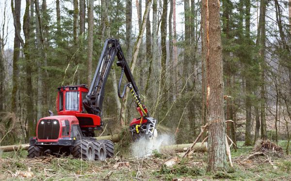 Forest Clearance Service in Marysville