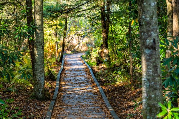 Trail Clearing in Marysville